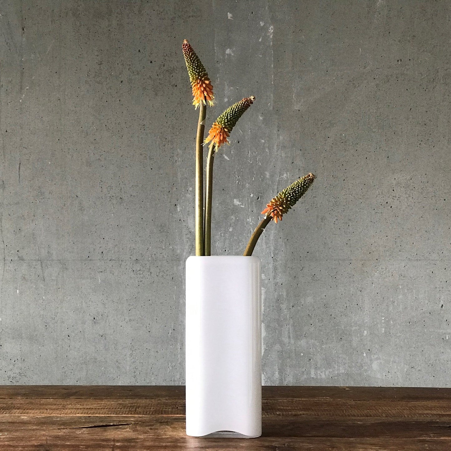 Modern glass vase styled with a sculptural Kniphofia Uvaria stem.