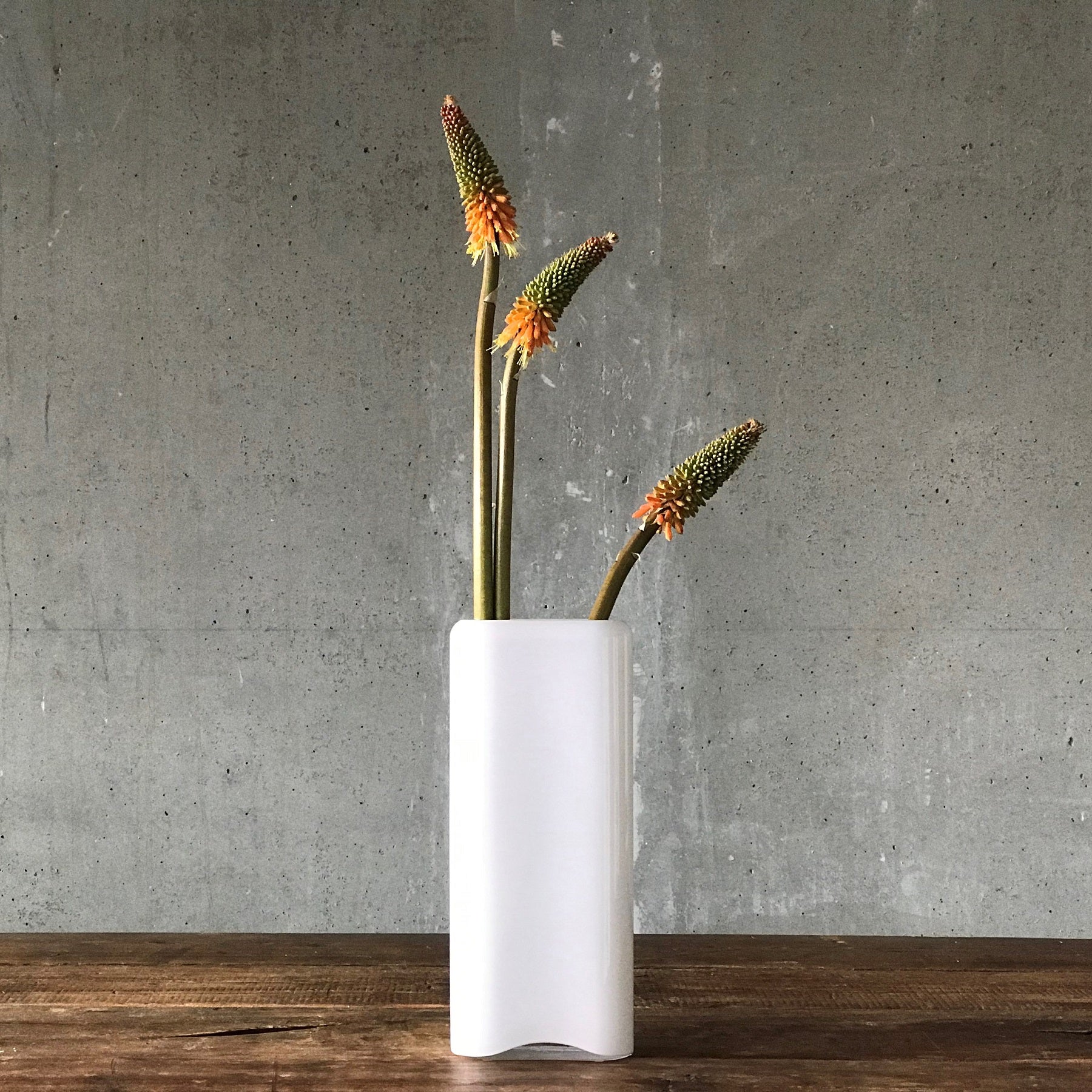 Modern glass vase styled with a sculptural Kniphofia Uvaria stem.