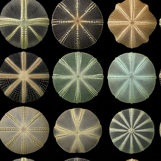 Full pattern repeat of the Sea Urchin Study wallpaper design in Midnight.