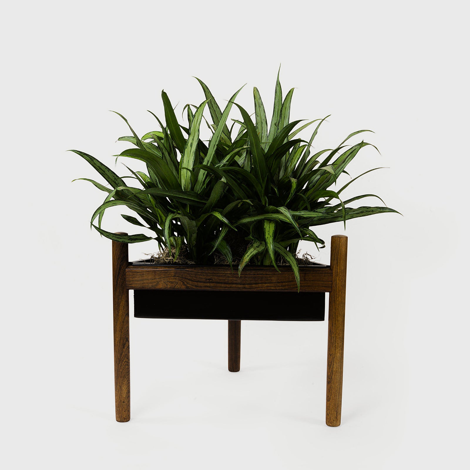 Close up detail of Midcentury Modern Triangular Walnut Pla – Masculine Fine Art - Luxury Accessories | Provenance & Patina