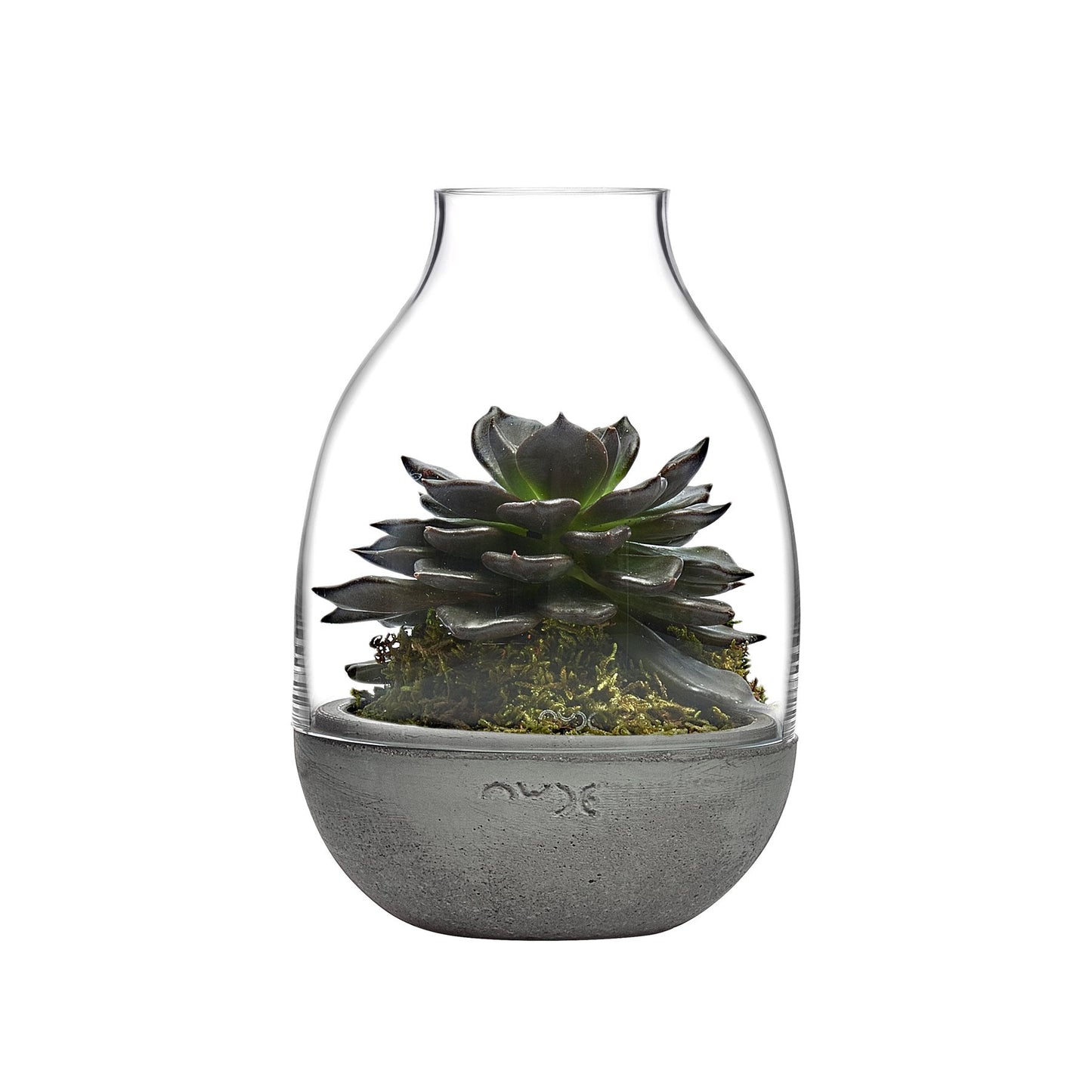 Product shot of Eden Mini Terrarium Clear with Moulded | Provenance & Patina