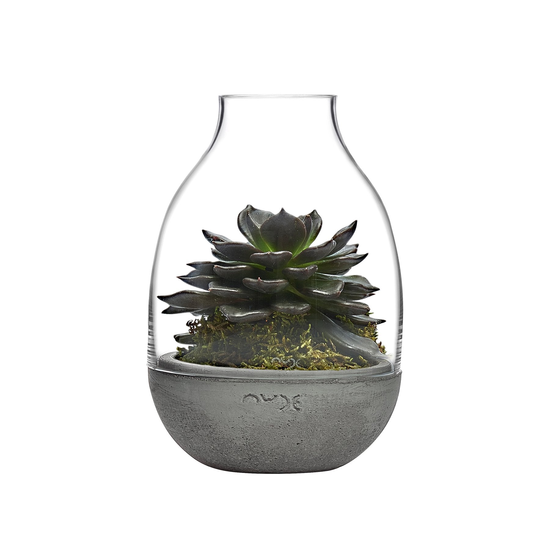 Product shot of Eden Mini Terrarium Clear with Moulded | Provenance & Patina