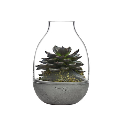 Product shot of Eden Mini Terrarium Clear with Moulded | Provenance & Patina