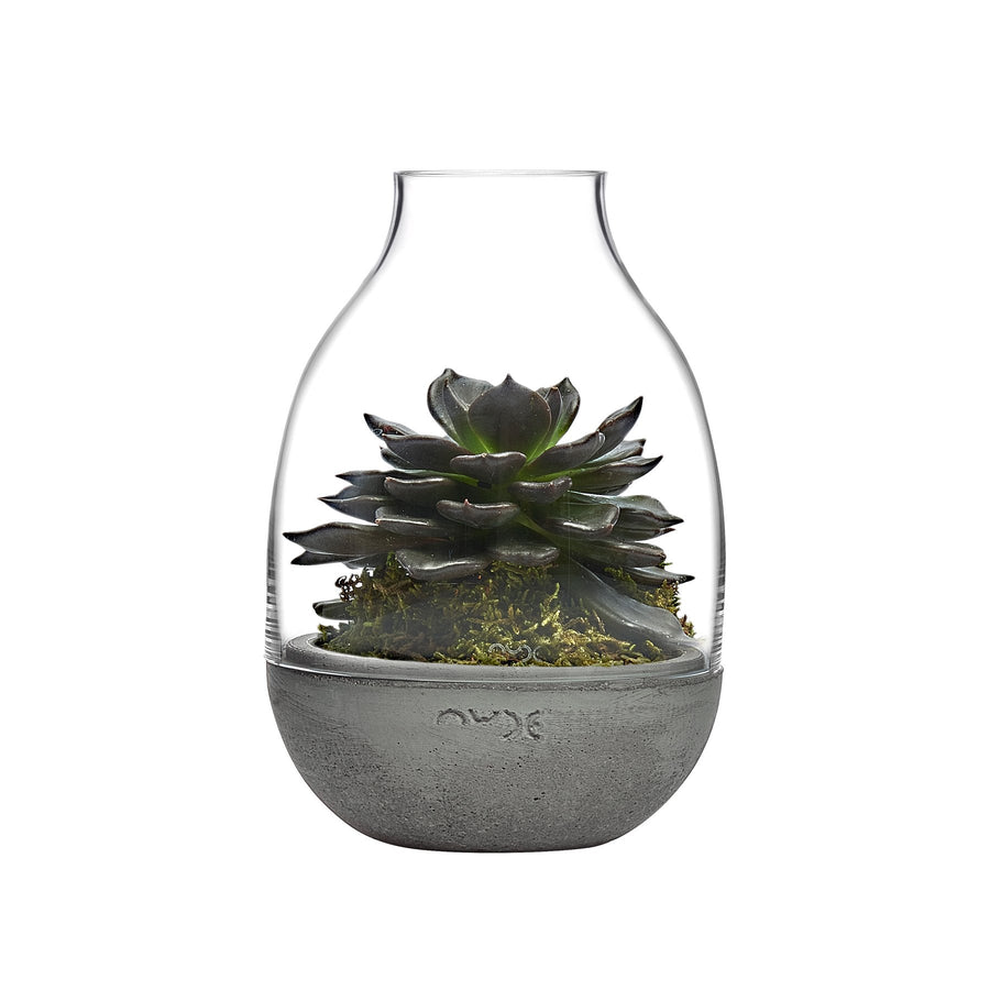 Product shot of Eden Mini Terrarium Clear with Moulded | Provenance & Patina