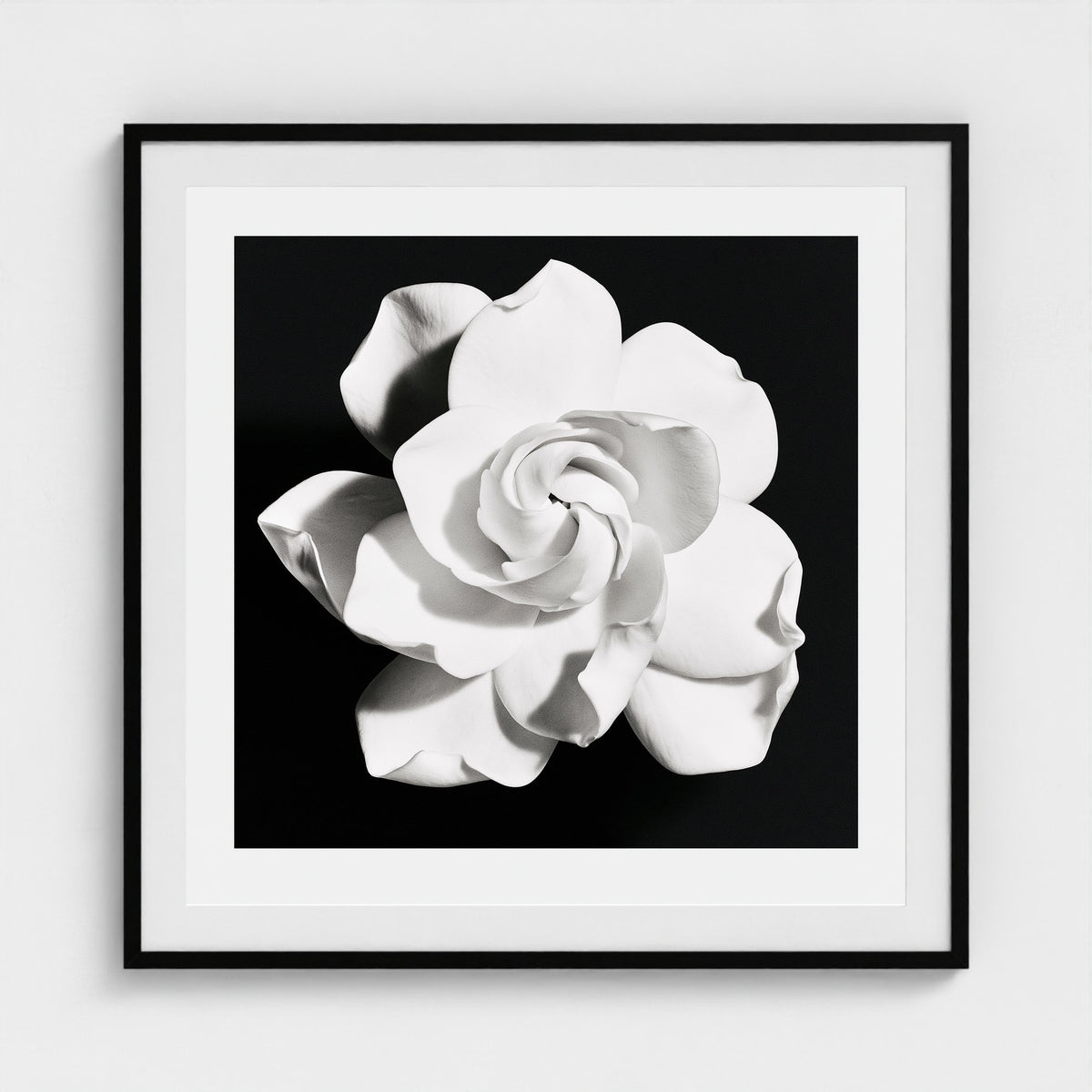 Black and White Camellia Bloom 36x36 Black Square Box Frame