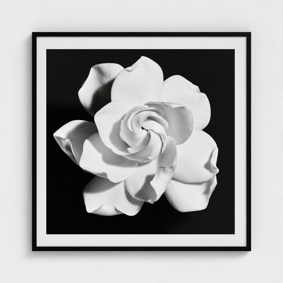 Black and White Camellia Bloom