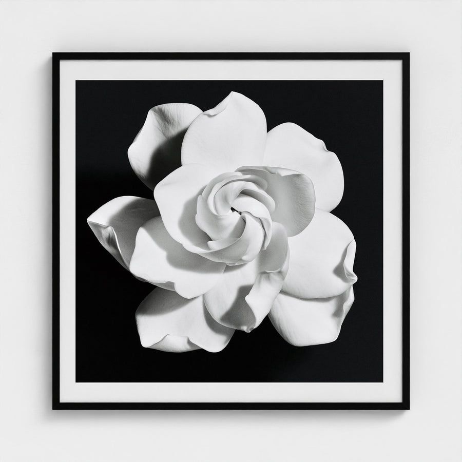 Black and White Camellia Bloom