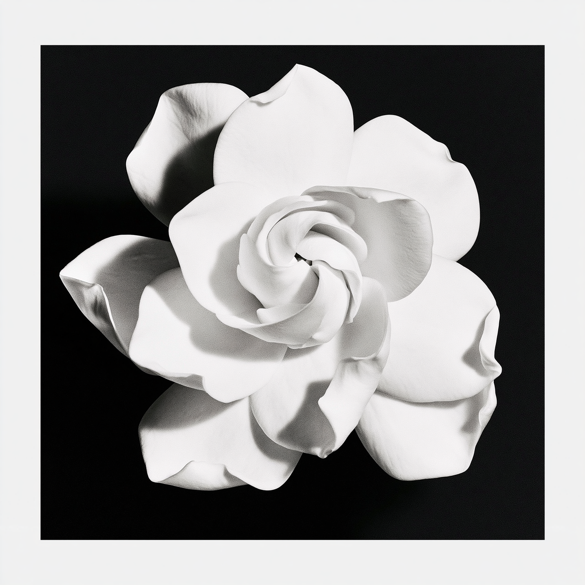 3D Source Artwork - Black and White Camellia Bloom graphic floral study