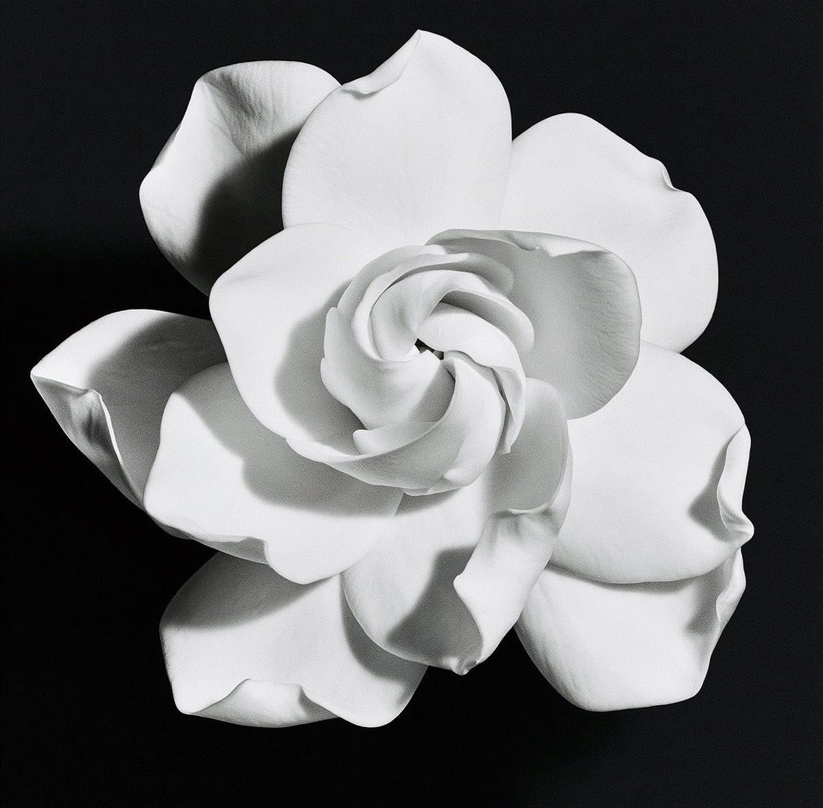 Black and White Camellia Bloom