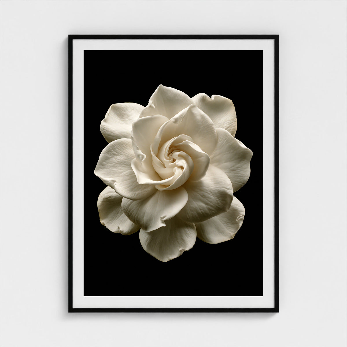 Cream Camellia Bloom 36x48 Black Portrait Box Frame