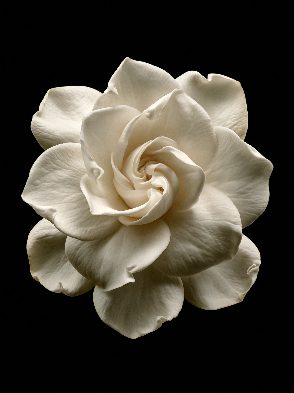 3D Source Artwork - Cream Camellia Bloom floral study against a black ground