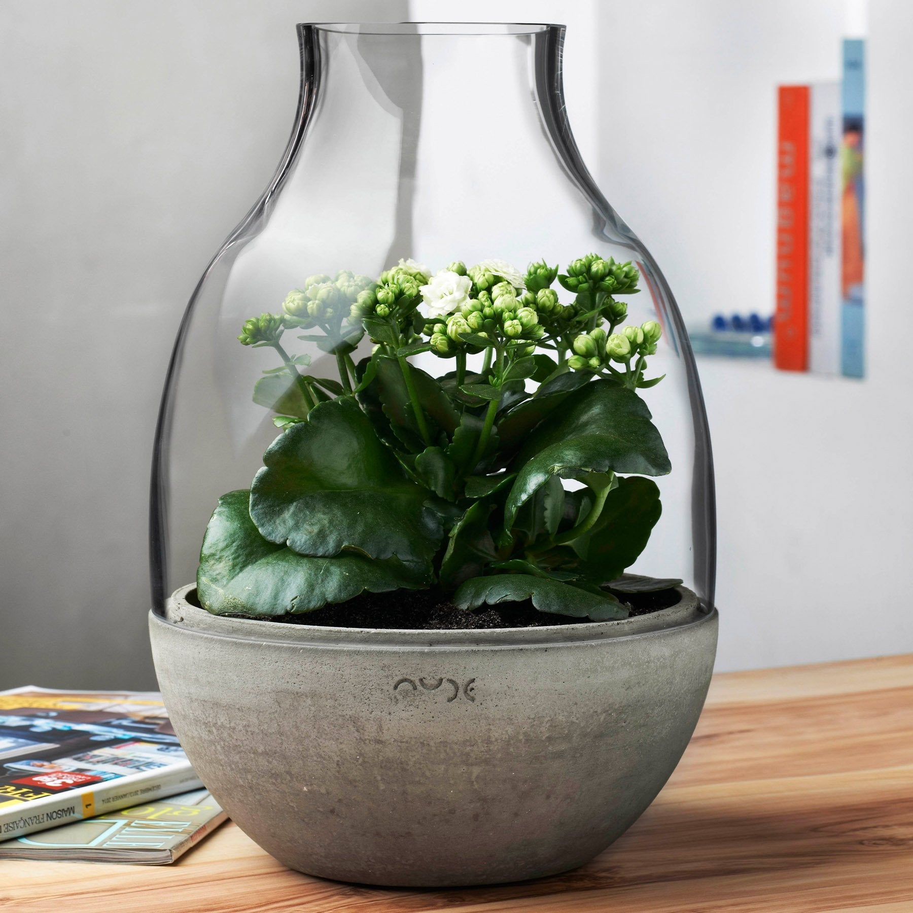 Lifestyle view of Eden Terrarium Clear with Moulded Concrete | Provenance & Patina