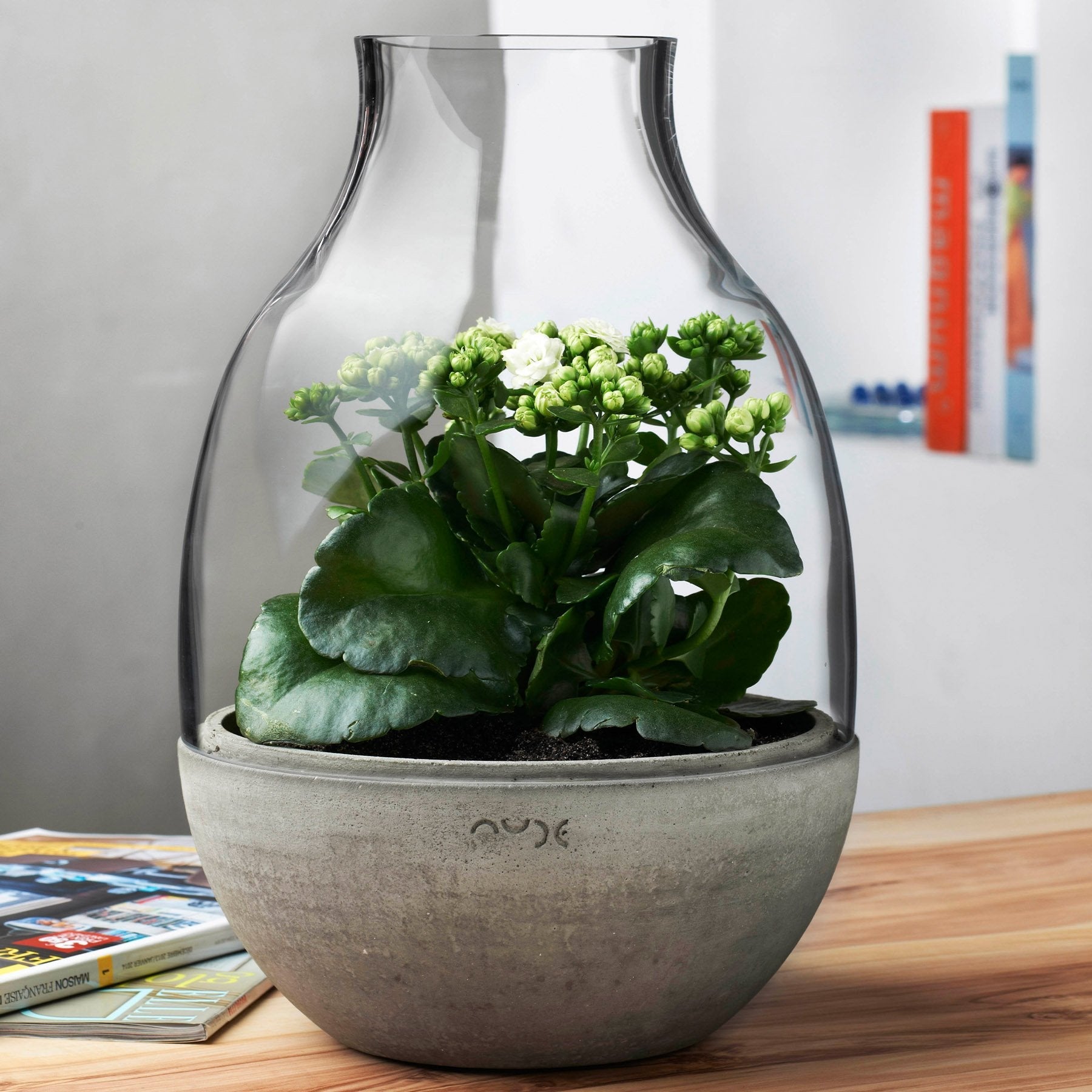 Alternate view of Eden Mini Terrarium Clear with Moulded | Provenance & Patina